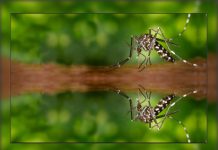 Bill Gates creará mosquitos ‘autodestructivos’ para vencer la malaria
