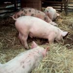 Estudio en Nicaragua refleja aumento del 32% en crianza de cerdos nicaragua