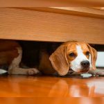 ¿Tu perro se esconde debajo de la cama? te mostramos las razones mascotas