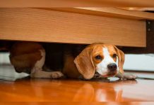 ¿Tu perro se esconde debajo de la cama? te mostramos las razones mascotas