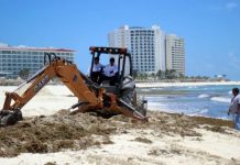 Autoridades retiran sargazo de las playas del caribe mexicano autoridades mexicanas
