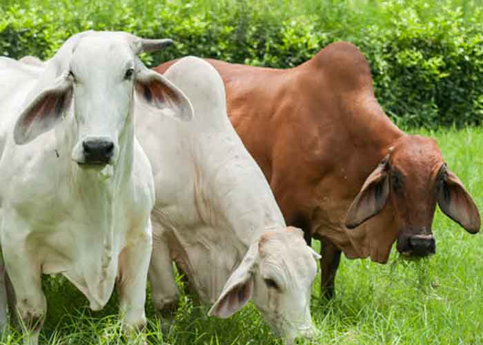 8.1_Dhl0SNl nicaragua