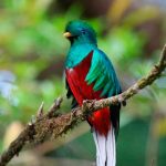 El cambio climático disminuye las especies en los trópicos, según estudio especies