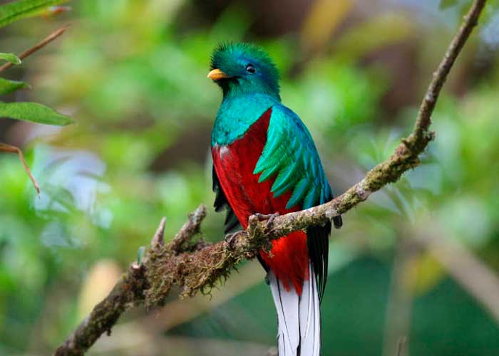 8.2_IRw1nKI especies