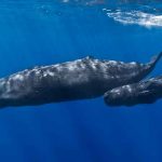 Científicos piden proteger las ballenas y delfines ante riesgo de extinción biologos