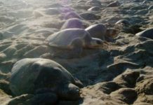 Hallan 122 tortugas muertas en playa del sur de México