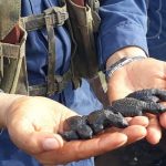 Efectivos militares liberan tortuguillos en Costa del Pacífico nicaragua