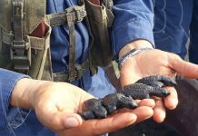 Efectivos militares liberan tortuguillos en Costa del Pacífico nicaragua