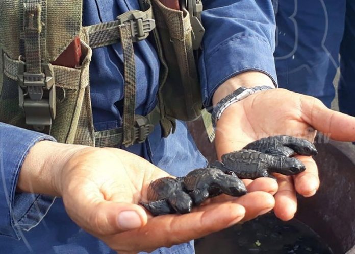 86adf1cb-0d7a-44db-ac41-a71e665de390 nicaragua