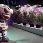 Las Vegas estrena museo que celebra el cannabis estados unidos