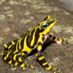 Descubren nueva especie de rana arlequín en la selva entre Panamá y Colombia panama