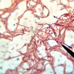 Bacterias mutan en el espacio y vuelven a la Tierra más agresivas Bacterias mutan en el espacio