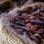 Productores de cacao en Nicaragua dispuestos a producir 6 mil toneladas nicaragua