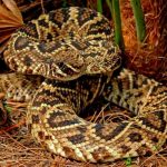 Encuentran rara serpiente diamantina en Florida cascabel diamantina