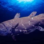 El celacanto no es un fósil viviente pese a su apariencia ciencia