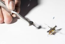 Así es el primer insecto robótico que vuela solo