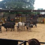 actividades de recreacion para las familias