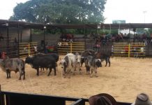 Fiestas taurinas se extienden en el mes patrio en la barrera de Tiscapa actividades de recreacion para las familias