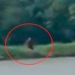 Graban aparición de una criatura ‘mitad humana y mitad perro’ graban