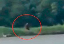 Graban aparición de una criatura ‘mitad humana y mitad perro’ graban
