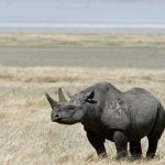 Ruanda inicia repoblación de rinocerontes 10 años después de su extinción africa