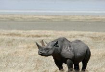 Pobladores atrapan un pequeño cuajipal africa