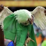 Prohíben en Rusia llevar gallinas vivas a los estadios rusia