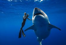 Encuentran a «Deep Blue» el tiburón más grande del mundo (VIDEO) deep blue