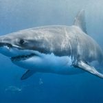 Portaaviones de Estados Unidos se dirigen a la Peninsula de Corea australia