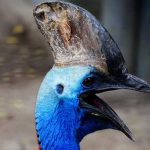 La ave más peligrosa del mundo, mata a un hombre en EU estados unidos