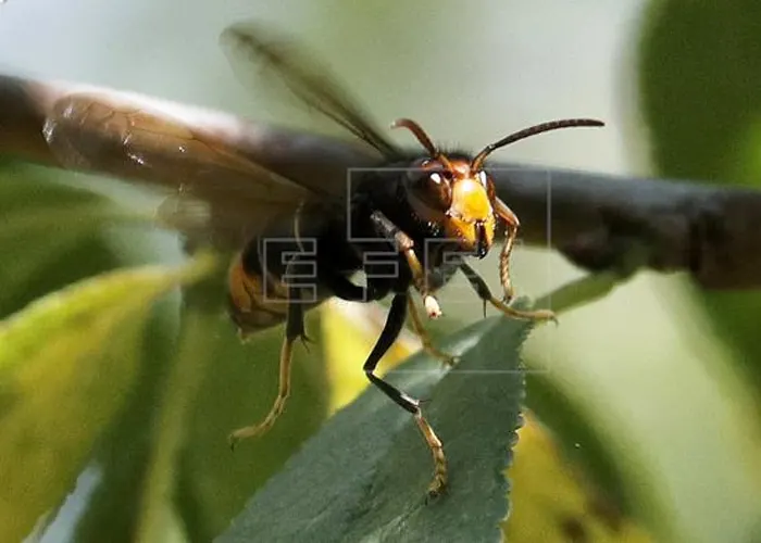España: Hombre muere tras ser picado por una especie de avispón asiático europa