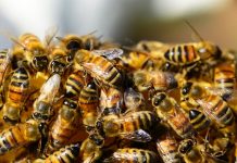 Ataque de abejas lleva al hospital a un grupo de policías en Brasil colombia