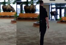 «Como Pedro por su casa», un alce ingresa a un hospital en Alaska (VIDEO) alce