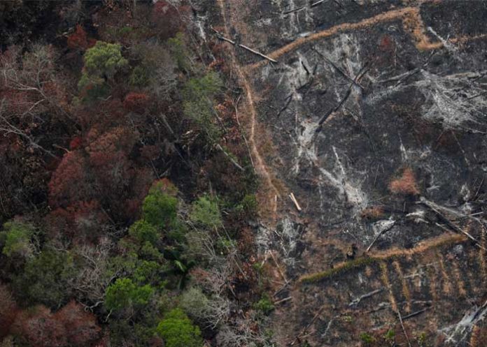 incendio en la amazonia
