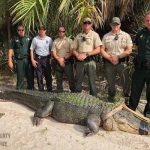 Atrapan a un caimán en un parque de la costa oeste de Florida caiman