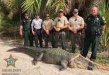 Atrapan a un caimán en un parque de la costa oeste de Florida caiman