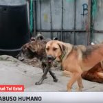 Rescatan a una perra, víctima de abuso sexual por parte de un adolescente (VIDEO) perra