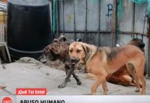 Rescatan a una perra, víctima de abuso sexual por parte de un adolescente (VIDEO) perra
