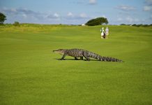 caiman suelto
