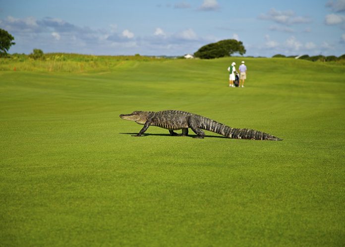 Animal_J0q21KB caiman suelto