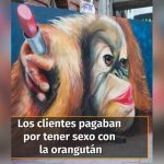 La maquillaban, le ponían joyas y la perfumaban para que trabajadores tuvieran sexo con ella orangutan pony