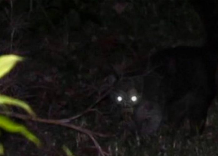 Animal_RQ8qCBF honduras