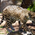 Leopardo se come a un niño de tres años en la India leopardo