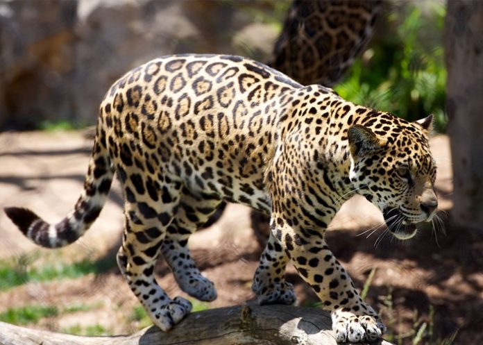 leopardo