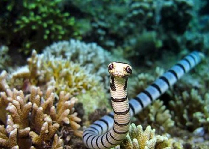 Animal_b6xlYyU barco