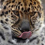 Leopardo se come a un monje budista cuando meditaba en bosque de la India maharashtra