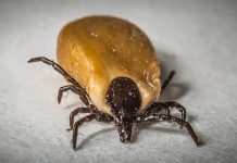 De una picadura garrapata mata a un hombre en España espana