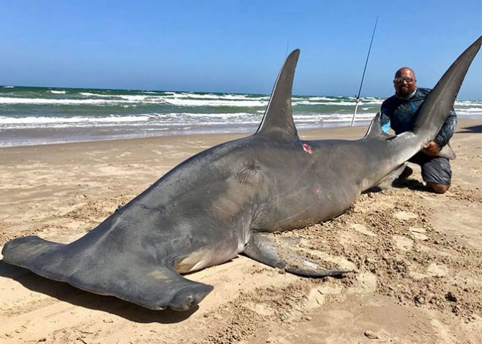 Animal_hMBSJ2d playa