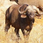 Matan a golpes a un hombre acusado de robar un búfalo en la India asia