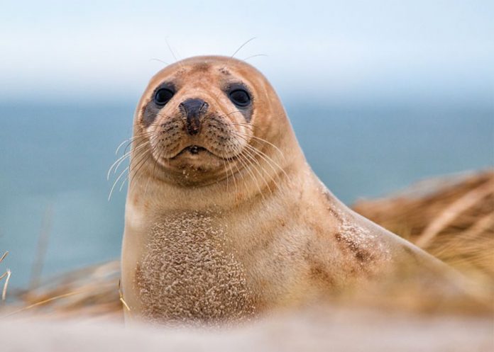 Animal_jkNlKRD roddickton-bide arm